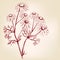 Chamomile, herb medicinal, daisy hand drawn vector illustration realistic sketch