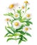 Chamomile herbal medicine plant isolated on white background. Generative AI watercolor illustration in watercolor style