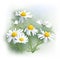 Chamomile - Herbs - Matricaria chamomilla.