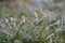 Chamomile in icy glaze after a cold rain on a glade covered with ice. close-up, blur background