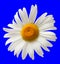 Chamomile isolated on blue background