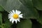 Chamomile on a leaf background