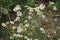 Chamomile macro photo. Medicinal plant. White blossoms in the meadow.