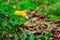 Chamomile macro soft focus scenic photography yellow flower in the grass