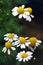 Chamomile (Matricaria chamomilla)