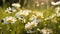 Chamomile meadow background. Illustration AI Generative