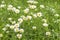 Chamomile meadow, many daisy flowers on green meadow, background wallpaper banner