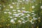 Chamomile meadow in mountain terrain, Montenegro