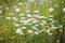 Chamomile meadow in mountain terrain, Montenegro