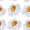 Chamomile meadow watercolor seamless pattern