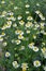 Chamomile is odorless Tripleurospermum maritimum grows in nature among grasses