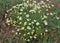 Chamomile is odorless Tripleurospermum maritimum grows in nature among grasses