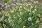 Chamomile is odorless Tripleurospermum maritimum grows in nature among grasses