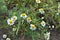 Chamomile is odorless Tripleurospermum maritimum grows in nature among grasses