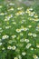 Chamomile is odorless (Tripleurospermum maritimum) grows in nature among grasses