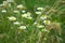 Chamomile officinalis. chamomile. Medicinal plant