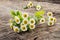 Chamomile. Organic flowers with leaves.