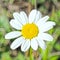 Chamomile over dark green background