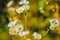 Chamomile plant. Autumn Green, brown background