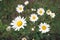 Chamomile plant blooms in a field of wild plants