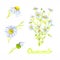 Chamomile plant with flowers and buds, isolated on white background hand painted watercolor illustration