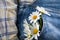 Chamomile in the pocket of a summer jeans trousers