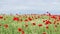 Chamomile and poppy flowers meadow