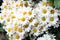 Chamomile is a powerful flower that gives us nature for different medicinal and aesthetic purposes.