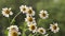 Chamomile in summer close up