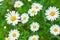 Chamomile, summer flowers background