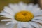 Chamomile on a sunny bright day, macro shot, very shallow depth of field. Some objects are out of focus