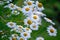 Chamomile with two flies in the sunlight of the sun