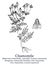 Chamomile. Vector hand drawn plant. Vintage medicinal plant sketch.