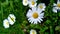 Chamomile with water drops sways in the wind against background of flowers and grass. Plants after rain. Dew drops on chamomile.