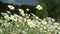 chamomile. White daisy flowers field meadow in sunset lights. Field of white daisies in the wind swaying close up