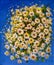 Chamomile white wildflowers on a blue background