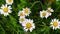 Chamomile white wildflowers in the field