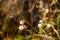 Chamomile wild flowers in fall dry meadow