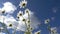 Chamomile wildflowers against a blue sky with white clouds on a summer sunny day