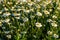 Chamomile wildflowers close-up. A beautiful nature scene with a blooming medical daisy. A beautiful meadow. Summer background