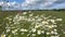 Chamomile wildflowers in the foreground in the field on a flying sunny day