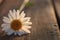 Chamomile on wooden background