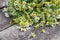 Chamomile on wooden table