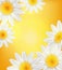 Chamomile wreath Vector. Summer frame background card illustrations