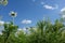 Chamomiles against the blue sky, view from below