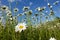 Chamomiles against the blue sky, view from below