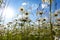 Chamomiles against the blue sky, view from below