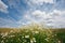 The chamomiles against the sky in summer