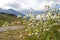 Chamomiles along the road in the national park Durmitor in Montenegro