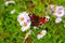 Chamomiles daisies macro in summer spring field and beautiful butterfly -diurnal peacock eye- with bee sitting on the